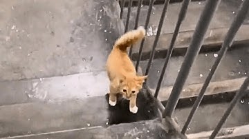 While heading home, I found a stray cat following me closely, as if he