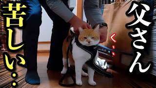 【Mom on a Business Trip】Disaster Strikes When Dad, Unused to Cats, Takes One for a Walk