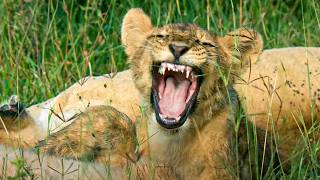 Born in Africa: Hunting Lessons