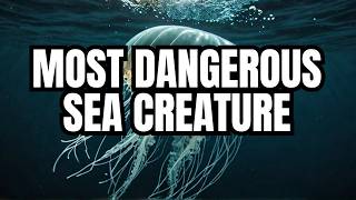 Why Do Box Jellyfish Hold the Title of the Ocean's Most Dangerous Creature?