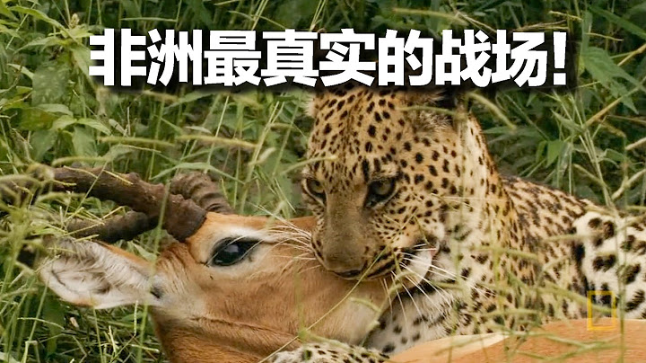 残酷到泪目！花豹猎杀了只母狒狒，带回家才发现它怀里还抱着宝宝，它为何会保护仇敌的幼崽？