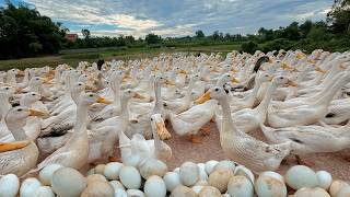 Collecting Duck Eggs - Raising Ducks for Business - DIY Duck Food