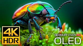 EYE-POPPING 4K HDR Video 120fps - Dolby Vision (4K Video ULTRA HD)