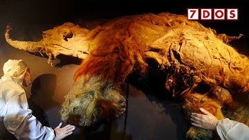 Het oudste RNA ooit is zojuist ontdekt in een mammoet