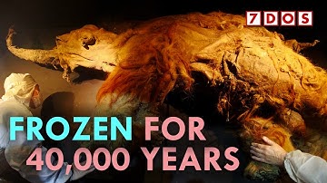 Het oudste RNA ooit is zojuist ontdekt in een mammoet