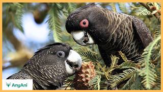 Australian Wildlife You’ve Never Seen Before – Southwest’s Hidden Treasures