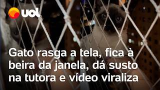 Gato rasga a tela, fica na beira da janela no 14º andar, dá susto na tutora e vídeo viraliza; veja