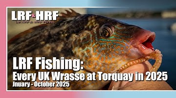 LRF Fishing: All 6 UK Wrasse Species in One Year - Torquay 