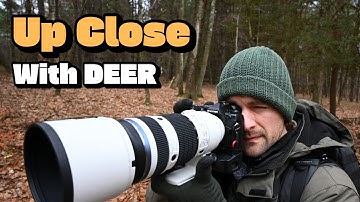 White-Tailed Deer Photography: Close Encounters in the Early Morning | OM SYSTEM