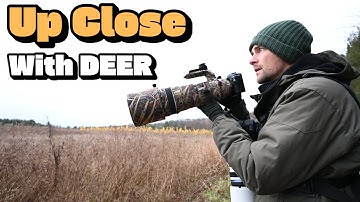 White-Tailed Deer Photography: Close Encounters in the Early Morning | OM SYSTEM
