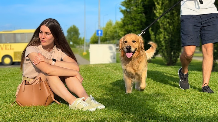 Will My Dogs Recognize Me If I Walk Right Past Them?