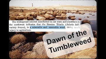 Tumbleweed invasion of the 1800s