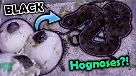 Black Hognose Snakes Hatching!