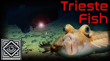 The Trieste Fish | Life at the Bottom of the World