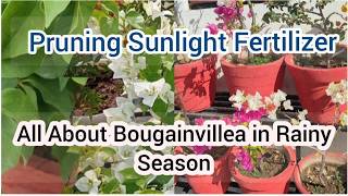 'All About Bougainvillea Care in Monsoon | Pruning, Sunlight & Fertilizer Guide'