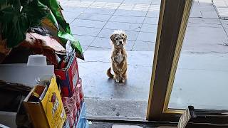 A 'special' stray dog came to our store—she believed that standing politely would get her food.