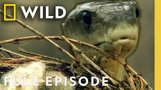 In Cold Blood (Full Episode) | World's Deadliest Compilation | Nat Geo Animals