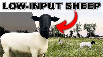 HOW I BREED A LOW INPUT SHEEP FLOCK | Raising Dorper Sheep Small Scale