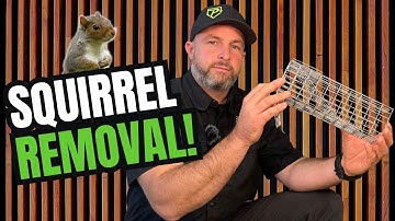 The Best Squirrel Removal Trick No One Talks About!