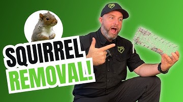 The Best Squirrel Removal Trick No One Talks About!