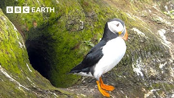 1 Hour of Magnificent Moments Narrated by Sir David Attenborough | BBC Earth