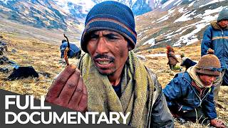 The Organic Gold Hunters of the Himalayas | Free Documentary