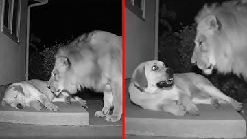 Trail Camera Captured What No One Was Supposed To See!
