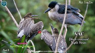 ✅Tiếng chim Vạc mồi kêu bầy 2 vế chuẩn không tạp âm 2025 | Black-crowned Night Heron sound (P3)