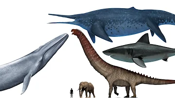 Is There An Animal Bigger Than The Blue Whale?