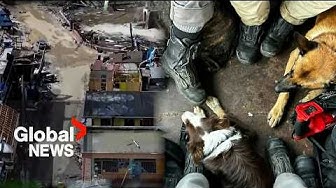 Thumbnail for Canadian rescue dogs search rubble in Jamaica after deadly Hurricane Melissa