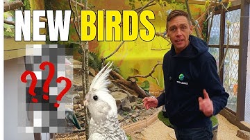 Releasing New Birds Into the Aviary Java Sparrows & a Baby Cockatiel