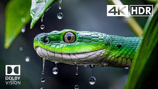 Animals of Planet Earth 4K HDR 60fps - Scenic Wild Animals in 4K Video