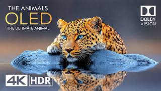 Animals of Planet Earth 4K HDR 60fps - Scenic Wild Animals in 4K Video