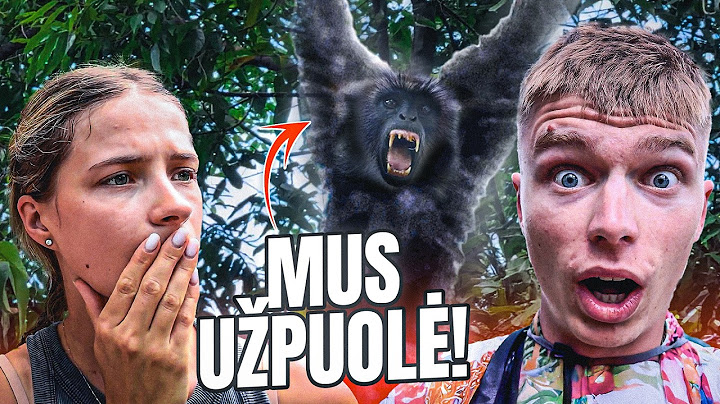 UŽPUOLĖ bezdžionės Tailando džiunglėse!.. (pabaiga)