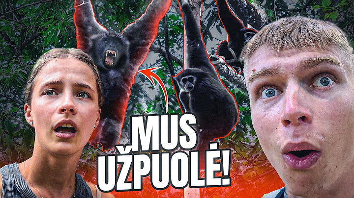 UŽPUOLĖ bezdžionės Tailando džiunglėse!.. (pabaiga)