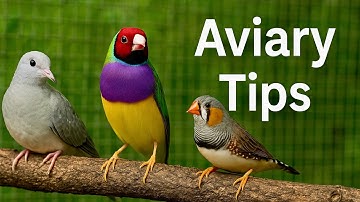 Building a Stunning Mix-Species Aviary: Tips for Success & Essential Advice