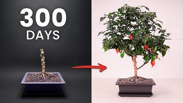 I Made a Bonsai Tree From a Carolina Reaper Plant