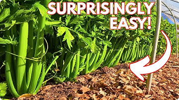 Selderij kweken uit zaad was verrassend eenvoudig! (Van zaad tot oogst)