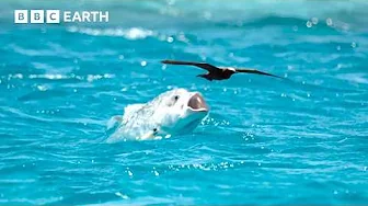 Animals Battling for Survival Narrated by David Attenborough | BBC Earth thumbnail