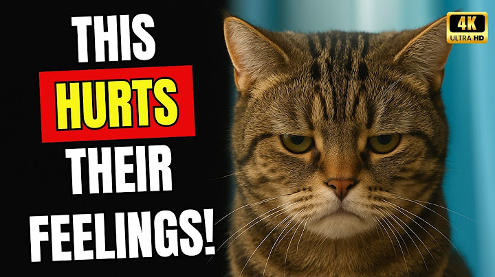 16 Everyday Things That Break Your Cat's Heart!
