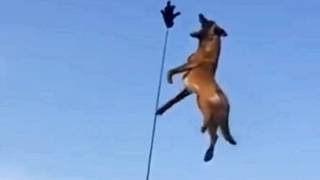 BELGIAN MALINOIS - A DOG BREED OFF THE CHARTS