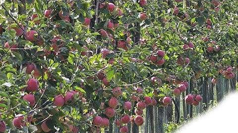 Harvest is over after this video while we harvest the Freya, Rubelit, Wellant and Wurtwinning apples
