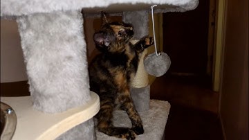 Finally This Cat Tree Gets Some Real Use