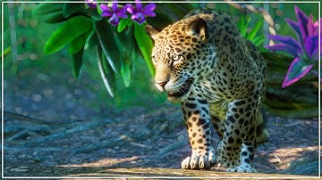 Building the ULTIMATE Tropical Zoo in Planet Zoo Franchise Mode