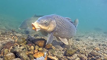 Zo eten karpers je aas echt (onderwaterbeeld)