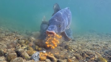 This Is How Carp Really Eat Your Bait (Underwater View)