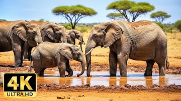 AMAZING 4K WILDLIFE VIDEO | Dolby Vision HDR 4K 60fps with Relaxing Music to Relieve Stress