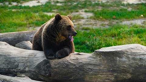 Scary Bear Attacks: 3 Bear Attacks You will Never Forget