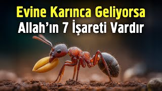 If Ants Come to Your House, There Are 7 Signs From Allah