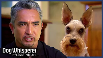 Miniature Schnauzers Are Tormenting Harmless Dog Dog Whisperer With Cesar Millan 